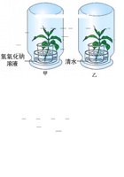 3.5.1《光和作用吸收二氧化碳释放氧气》(含答案).doc 封面