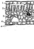 3.3《绿色植物与生物圈的水循环》(含答案).doc 封面